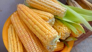 Espigas de milho. Foto: ViniRoger