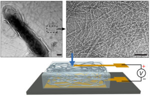 Imagens de microscopia eletrônica da rede de nanofios purificada (painel direito) produzida pelo microorganismo Geobacter sulfurreducens (forma escura no painel esquerdo) - barras de escala 100 nm; abaixo, diagrama da estrutura do dispositivo. Fonte: Liu et al. (2020)