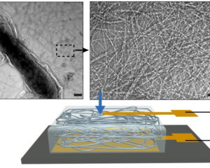 Imagens de microscopia eletrônica da rede de nanofios purificada (painel direito) produzida pelo microorganismo Geobacter sulfurreducens (forma escura no painel esquerdo) - barras de escala 100 nm; abaixo, diagrama da estrutura do dispositivo. Fonte: Liu et al. (2020)