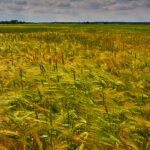 Campo de trigo. Foto: Olgierd Rudak