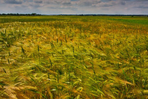 Campo de trigo. Foto: Olgierd Rudak