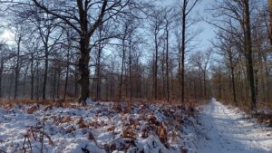 Floresta de Chantilly. Foto: ViniRoger