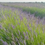 Campo de lavanda de Brihuega - final de junho/2024. Foto: ViniRoger