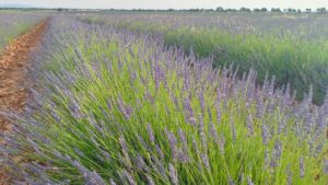 Campo de lavanda de Brihuega - final de junho/2024. Foto: ViniRoger