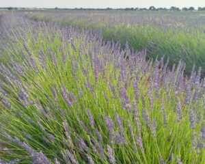 Campo de lavanda de Brihuega - final de junho/2024. Foto: ViniRoger