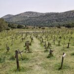 Vista geral do Sad Hill Cemetery. Foto: Eliana Reis