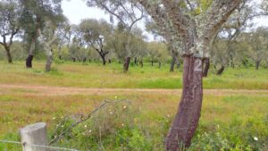 Sobreiros com cortiça já retirada em Évora. Foto: ViniRoger
