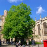 Trinity College - a macieira é a árvore pequena, logo atrás da lixeira cinza. Foto: ViniRoger