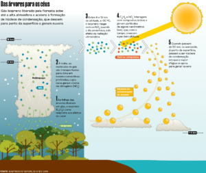 Figura esquemática ilustrando a participação do isopreno no processo de formação de nuvens. Fonte: Alexandre Affonso/Revista Pesquisa FAPESP
