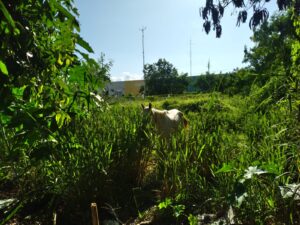 Mato alto toma conta de terreno com a estação meteorológica oficial de Bom Jesus da Lapa (BA). Foto: Rodson Ferreira