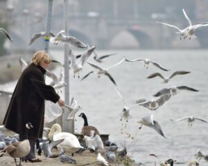 Bread for birds. Fonte: Flickr/Gilles San Martin