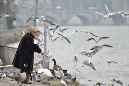 Bread for birds. Fonte: Flickr/Gilles San Martin