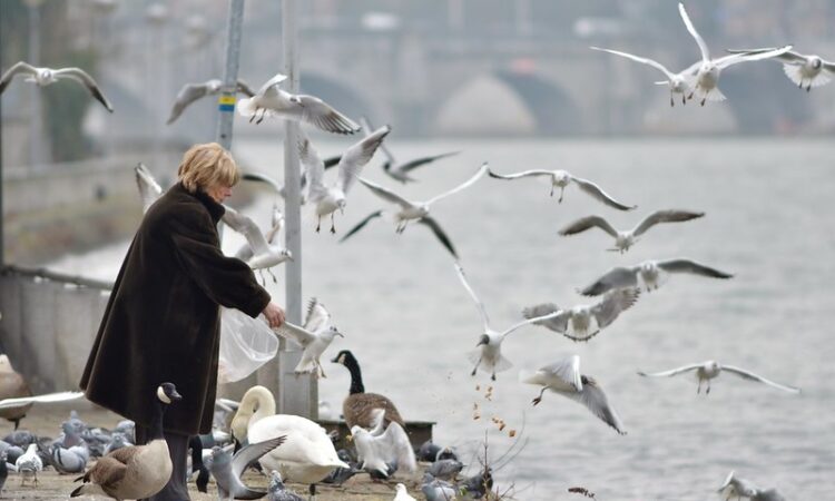 Bread for birds. Fonte: Flickr/Gilles San Martin
