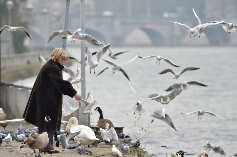 Bread for birds. Fonte: Flickr/Gilles San Martin