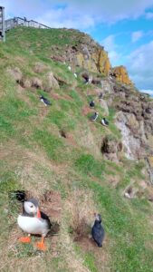 Colônia de puffins em Borgarfjarðarhöfn, com um em destaque. Fotos: ViniRoger