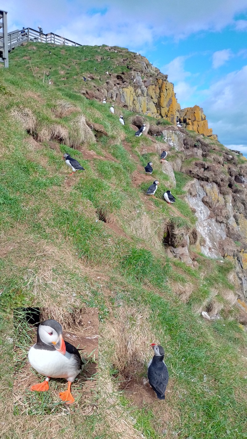 Colônia de puffins em Borgarfjarðarhöfn, com um em destaque. Fotos: ViniRoger